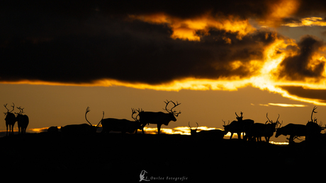 Silhouet van rendieren bij zonsondergang