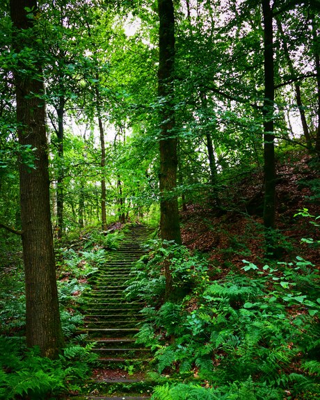 Green stairs in to the Forrest. 