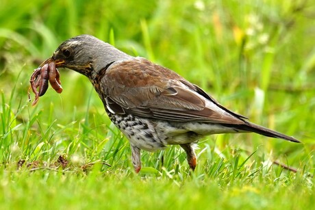Kramsvogel