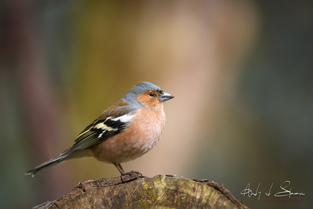 vink - vink - foto door AndyvdSteen op 17-04-2021 - deze foto bevat: vogel, vogeltje, vogels, vogeltjes, vink, vinkje, natuur, wildlife, dier, vogel, bek, veer, takje, hout, handschrift, zangvogel, neerstekende vogel, staart, terrestrische dieren