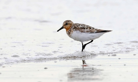 Drieteenstrandloper 