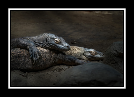 Komodovaranen
