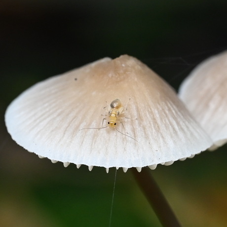 Insect op paddenstoel