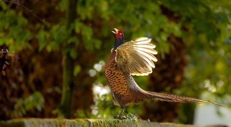 Fazant laat ban zich horen 