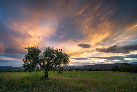 The olive tree