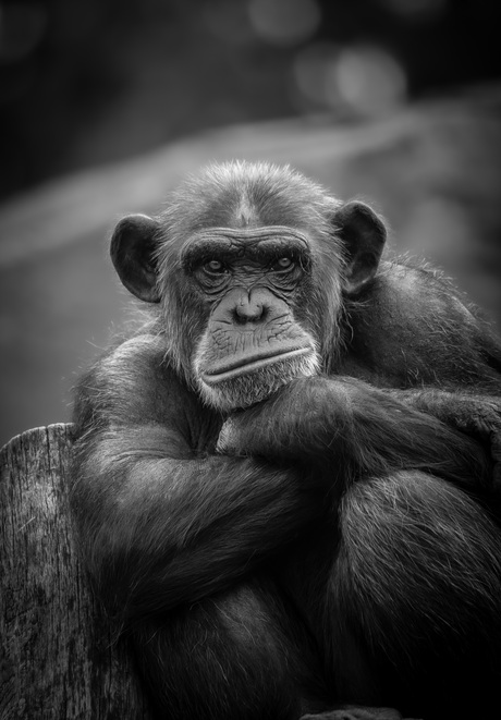 In gedachten verzonken