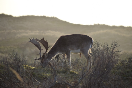 Golden hour Bambi