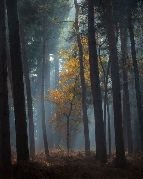 Illuminated Tree