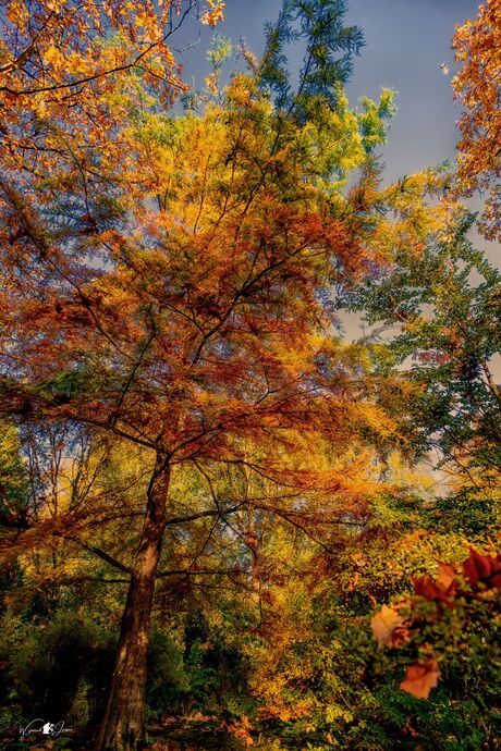 Multi Color Japanese Garden