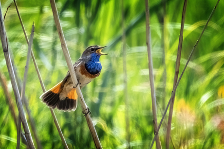 blauwborst etten-leur