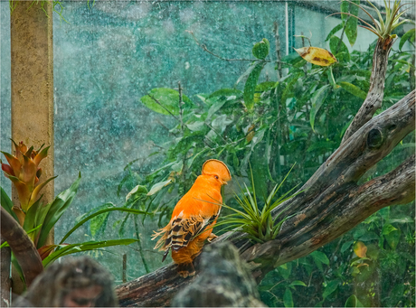 Oranje Rotshaan (Rupicola rupicola) 