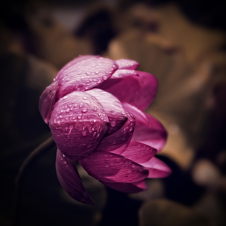 Lotusbloem tijdens een regenbui