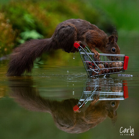 Eekhoorn gaat shoppen deel 3