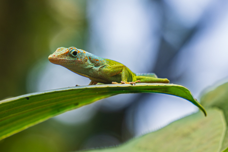 Marmeranolis