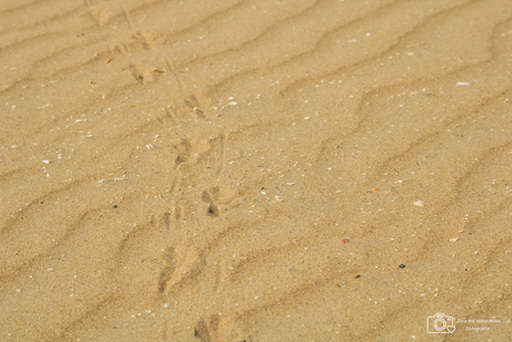 Sporen in het zand