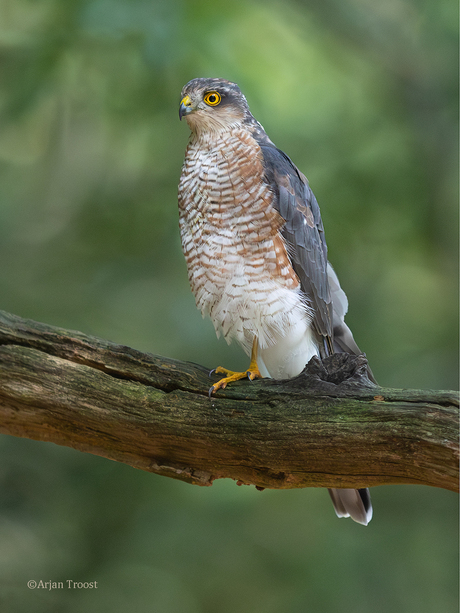Sperwer, Sparrow Hawk, Accipiter nisus  