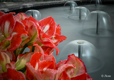Keukenhof 