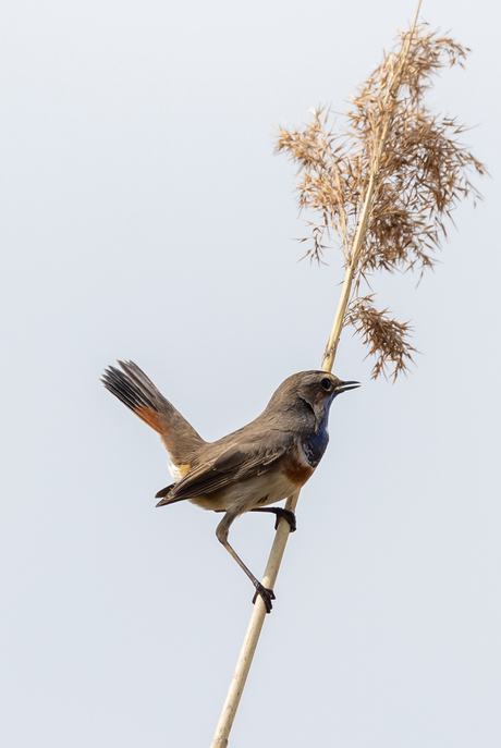 blauwborst