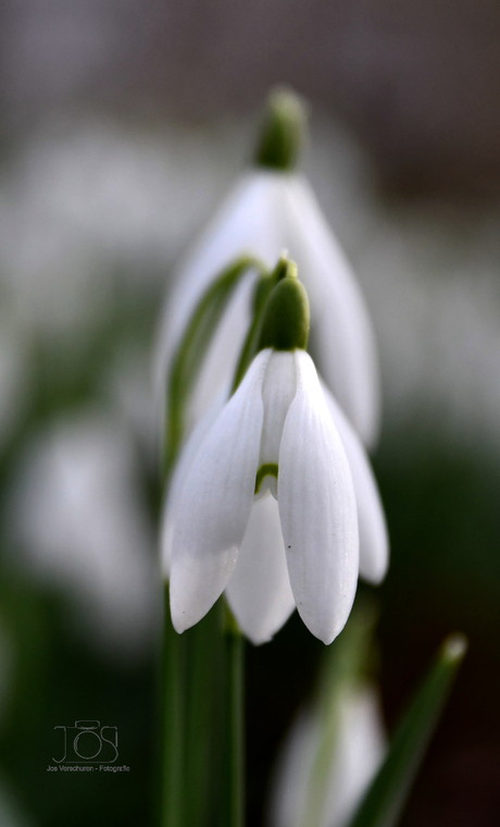 Sneeuwklokje