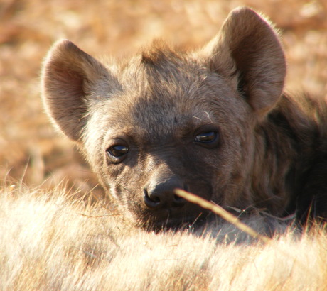 Hyena jong