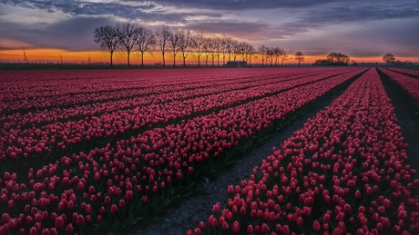 Rood tulpenveld 