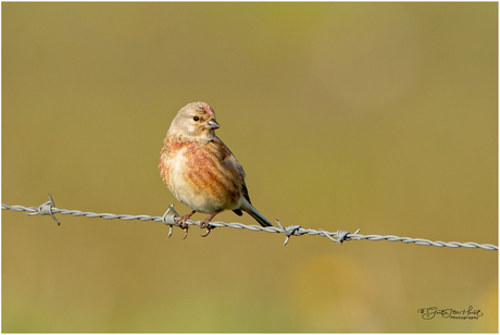 Kneu (Common Linnet)