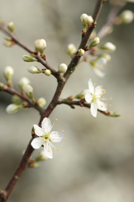 Lente op de natuurbegraafplaats