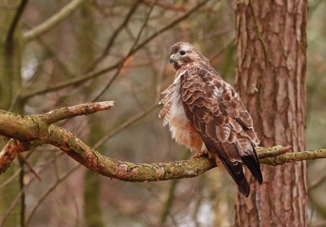 Buizerd