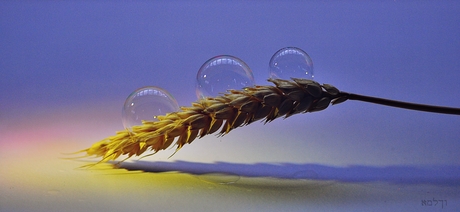 Wheat bubbles