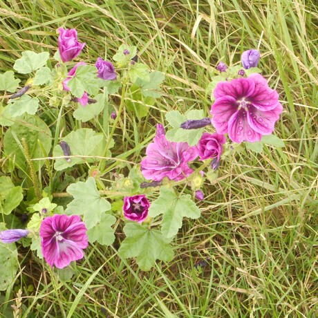 Langs de Berm