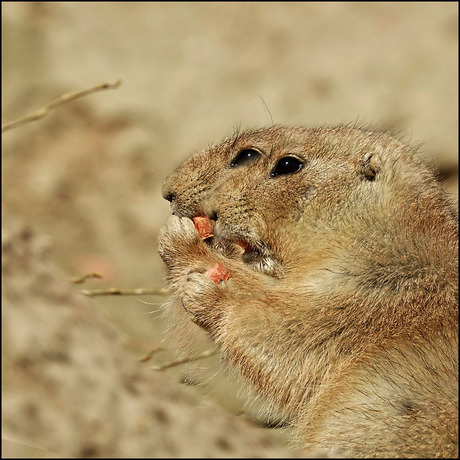 synchroon eten...............................