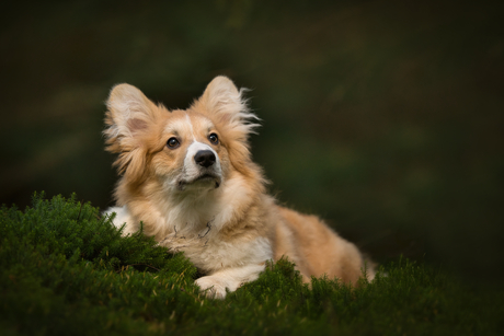 Schattige corgi