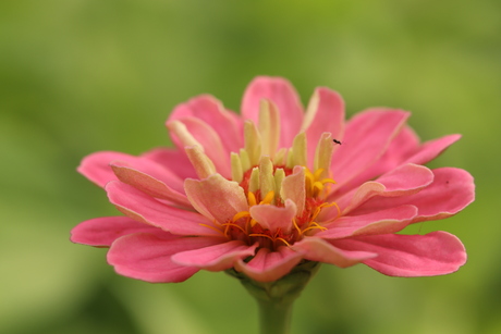 Zinnia