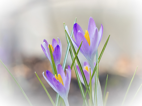 krokus
