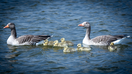 Familie Gans