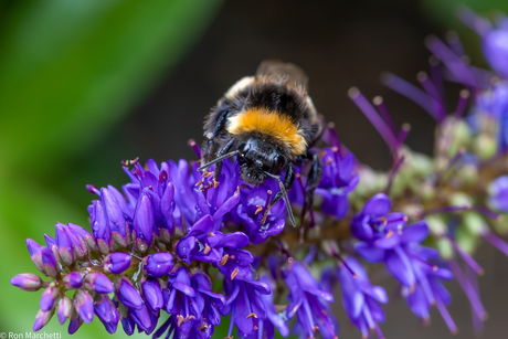 Eigen tuin