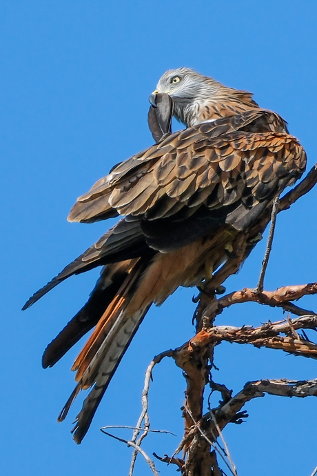 Rode wouw aan de poets