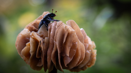 Kever tussen de lamellen