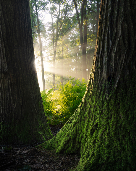 Tussen de bomen