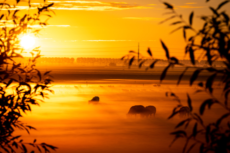 Schapen in de mist