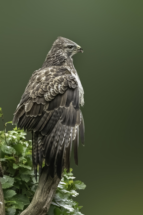 Buizerd