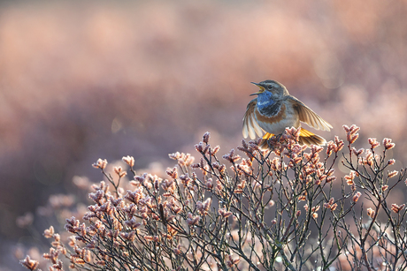 Ochentendstond heeft goud in de mond!