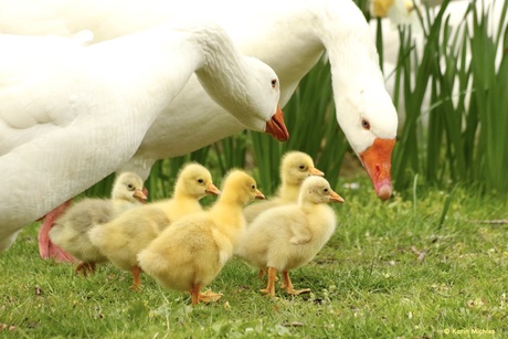 Ganzen familie