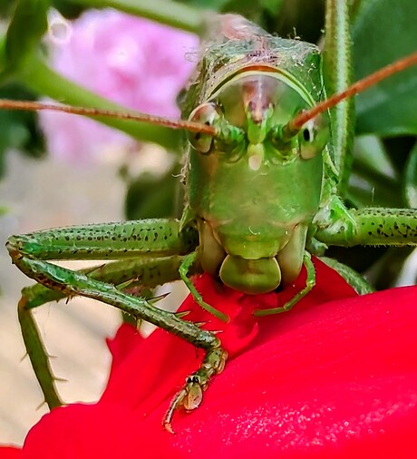 Grote groene sabelsprinkhaan