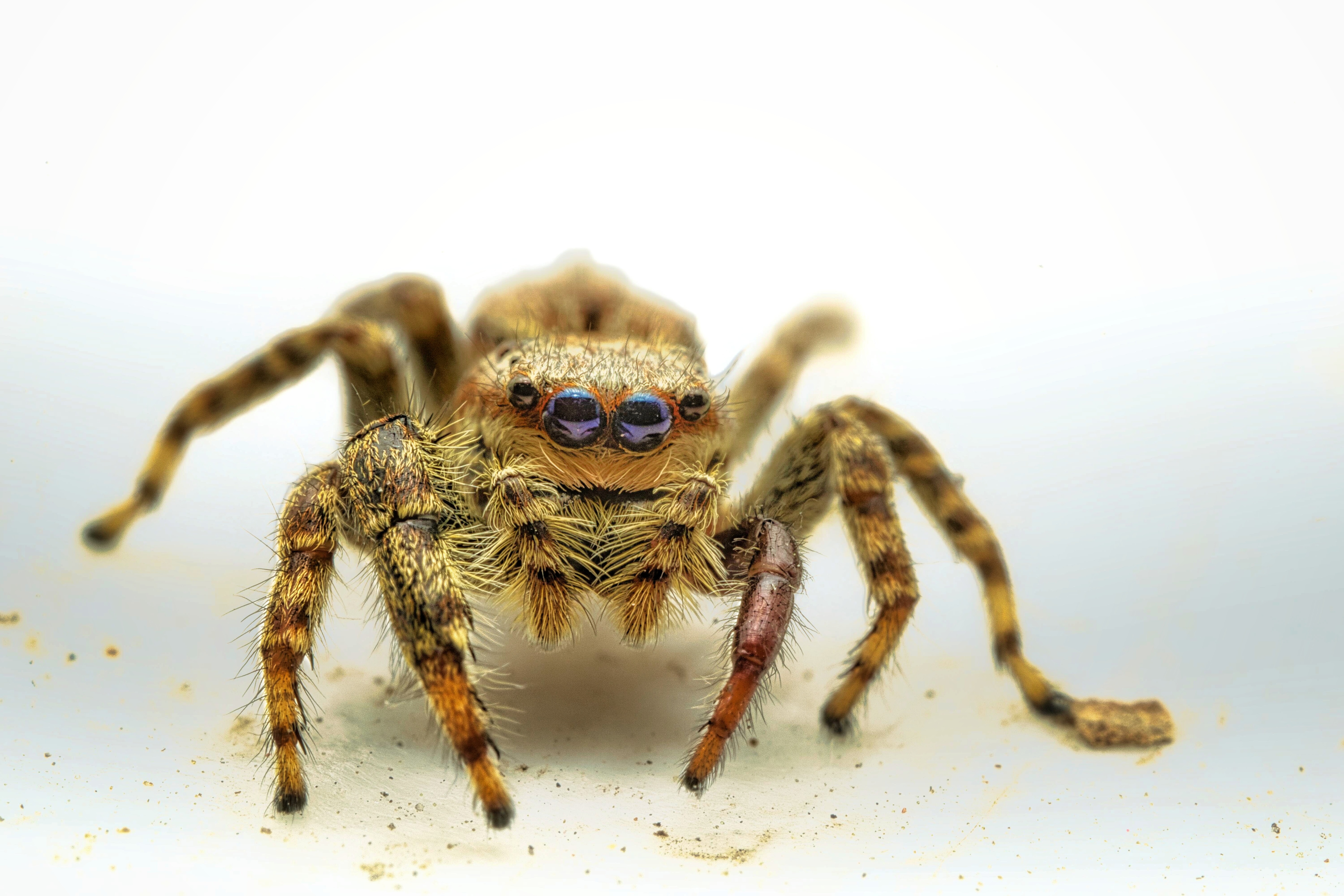 Spin dat springt  - Vind ook wel leuk macro alhoewel dat niet er niet aan uit ben of ik niet meer plezier heb aan dagelijks.  - foto door antony_petit op 06-04-2025 - locatie: Oudenaarde, België - deze foto bevat: sony, ilce-6000, ----, iso 125, sluitertijd 1/160s, insect, geleedpotige, geel, spin, van dichtbij, macrofotografie, bruin, landdier, spinnensoort, ongedierte