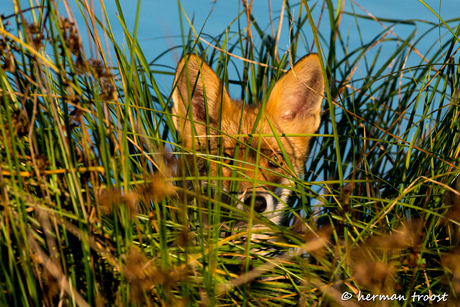 Vosje in het riet