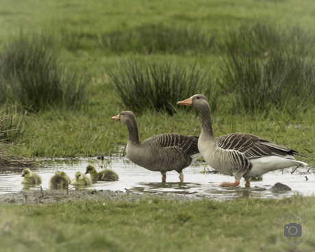 Familie 