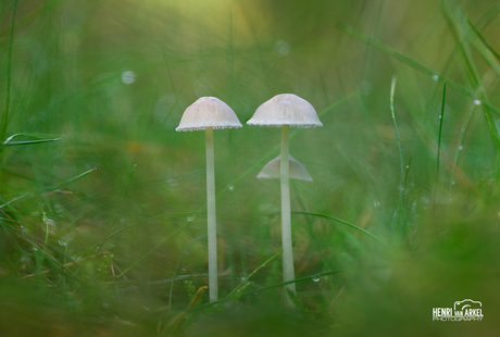 Paddenstoelen in het gras