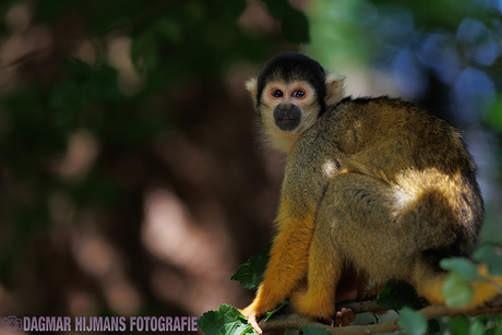 Doodshoofdaapje 'Bokeh'