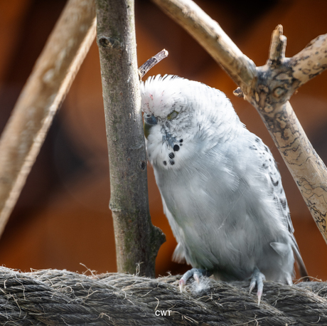 Lazy Bird